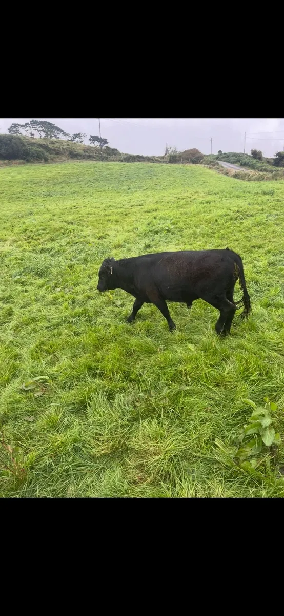 Dexter bull - Image 4