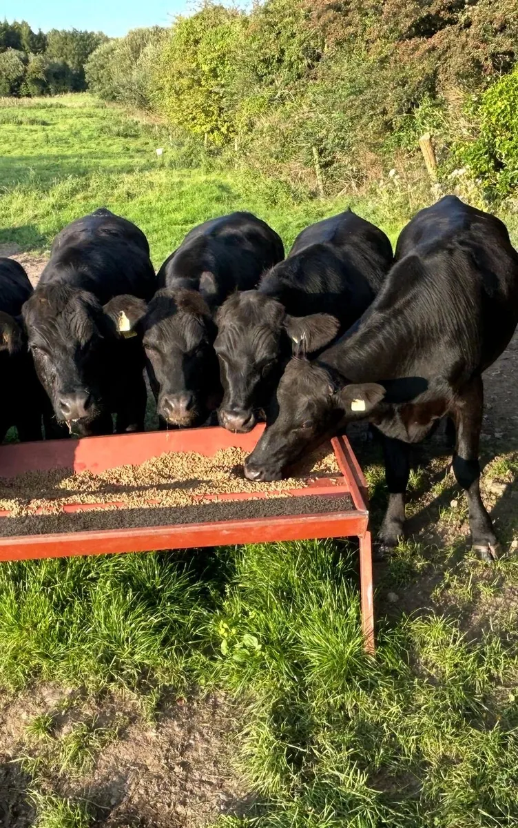 Angus Bullocks 14th Aug Tullamore Mart lot no 285 - Image 2