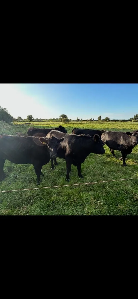 Angus Bullocks 14th Aug Tullamore Mart lot no 285 - Image 1