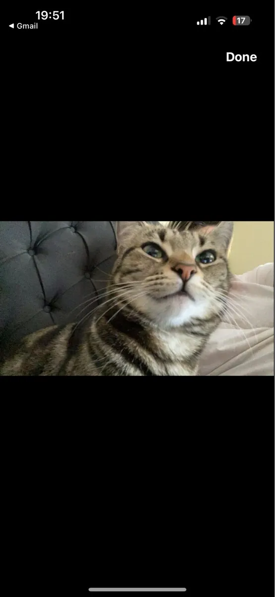 Beautiful cats need rehomed - Image 1
