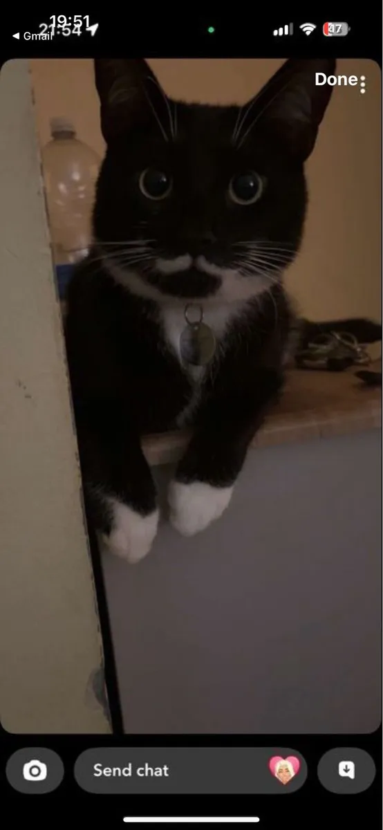 Beautiful cats need rehomed - Image 2