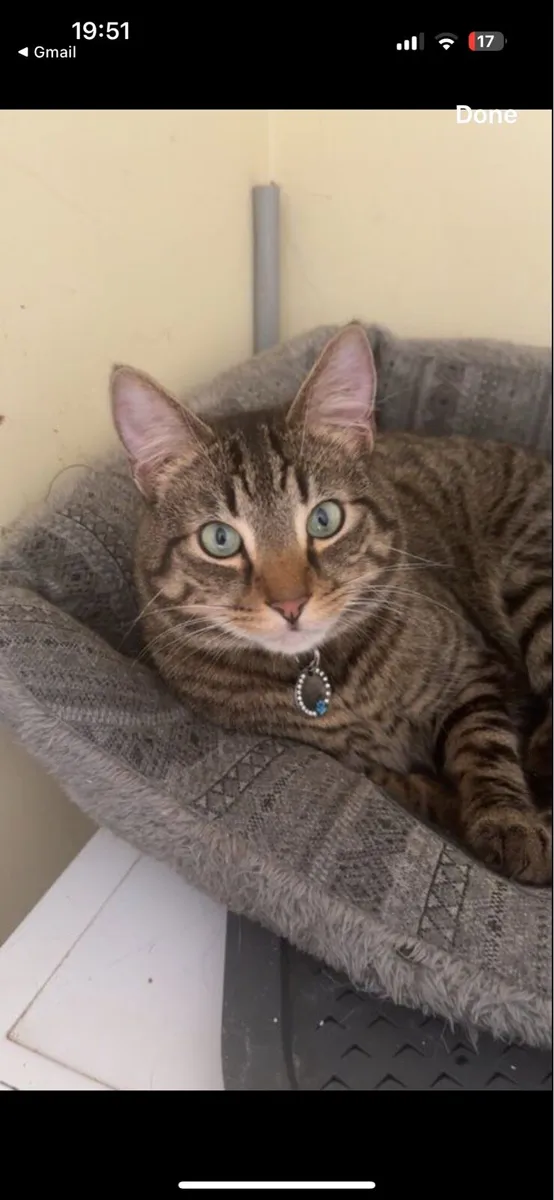 Beautiful cats need rehomed - Image 3