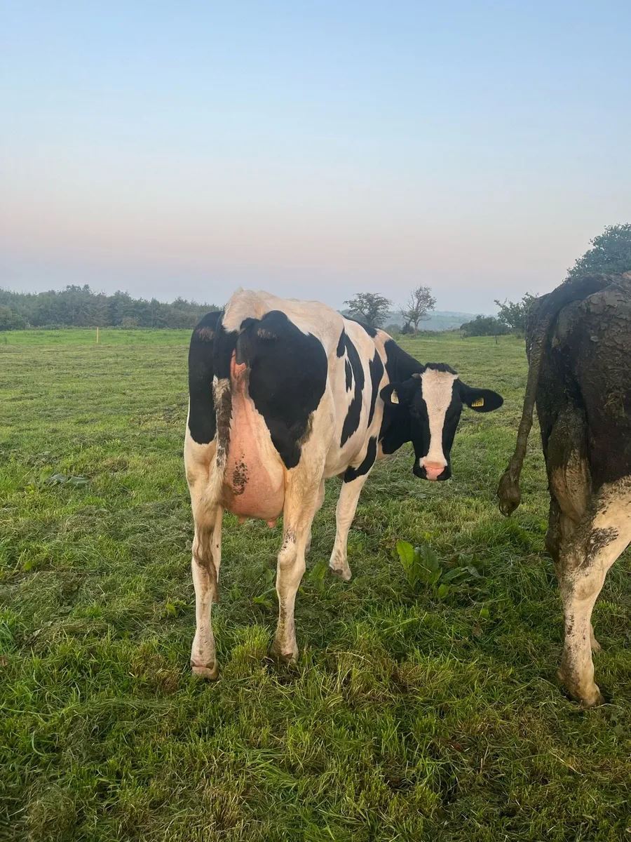 Cows - Image 2