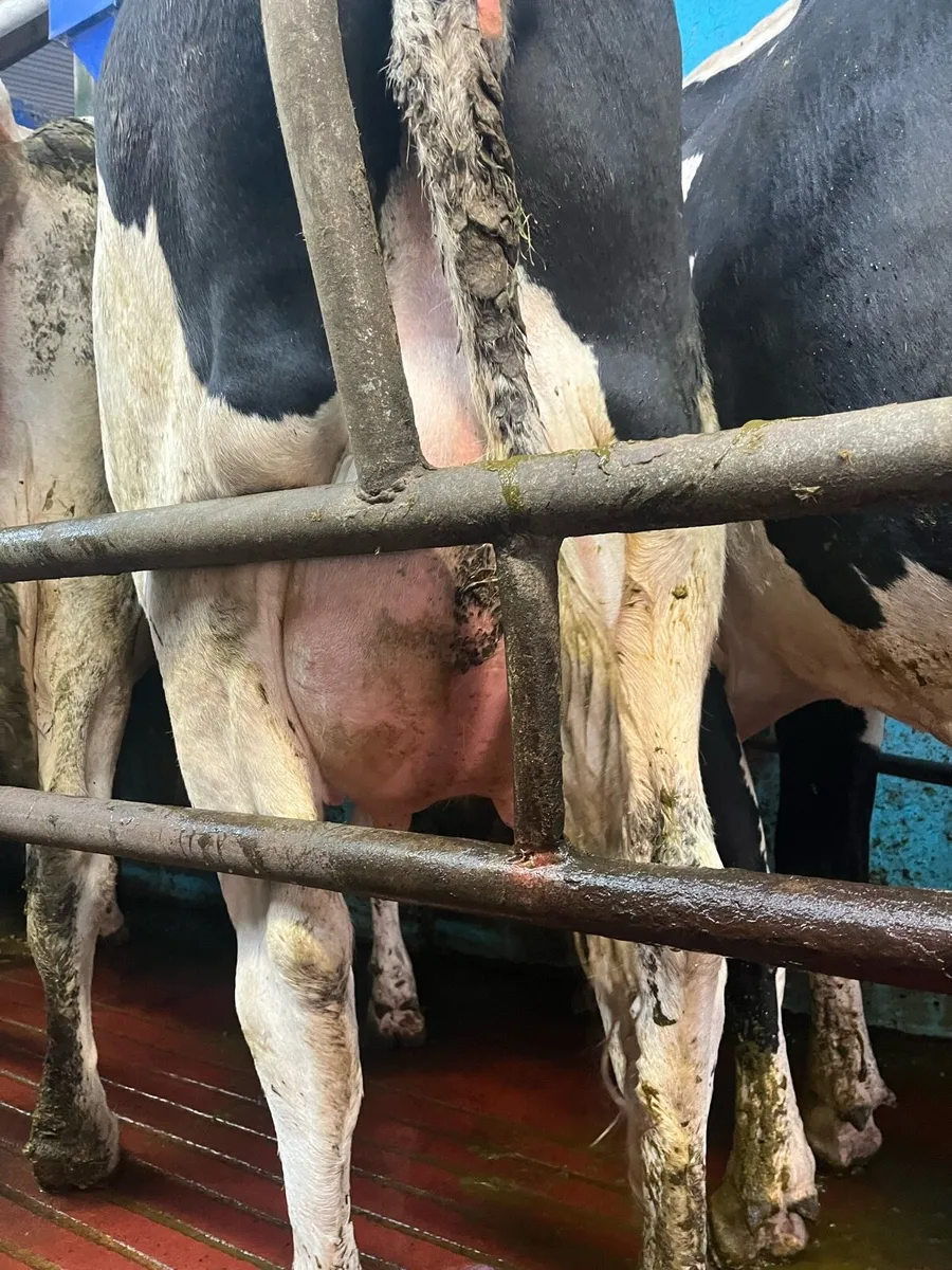 Cows - Image 3
