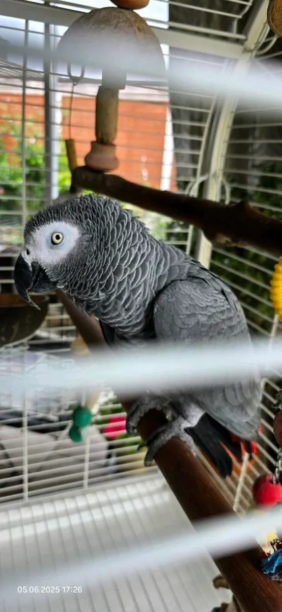 African Grey - Image 1