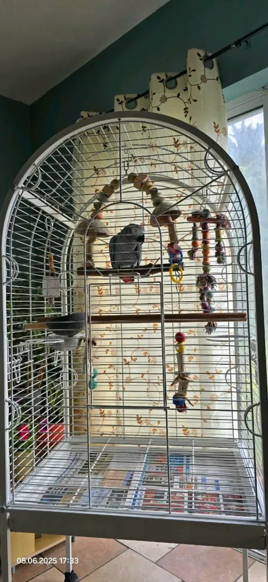 African Grey - Image 2