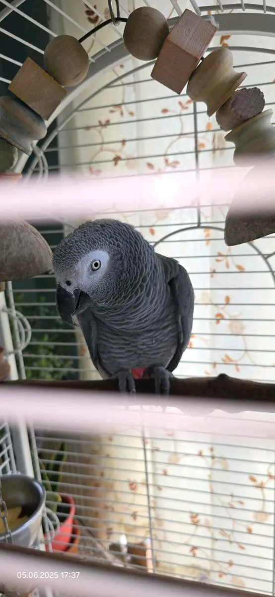 African Grey - Image 3