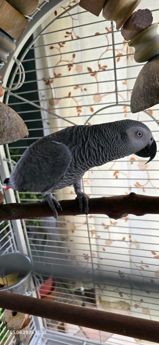 African Grey - Image 4