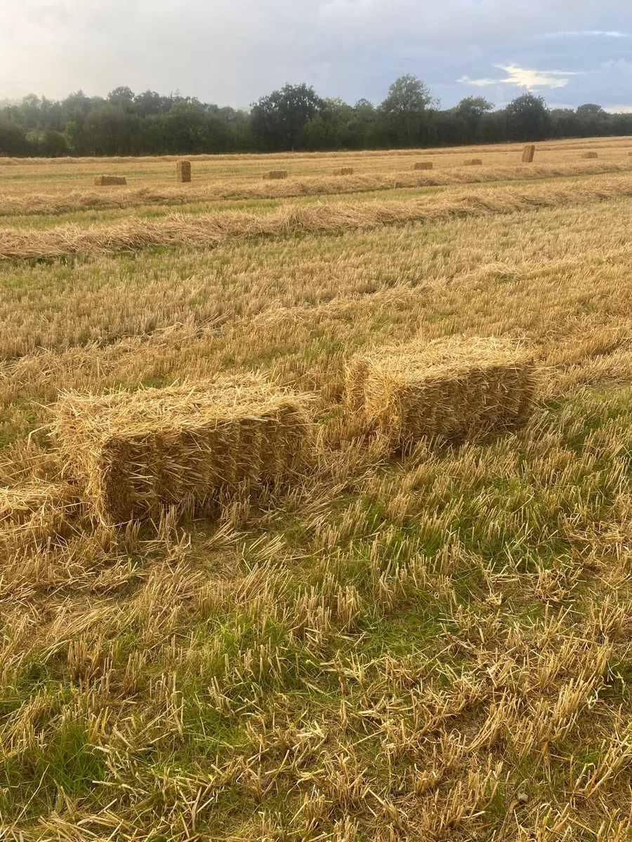 Small square spring barley straw.