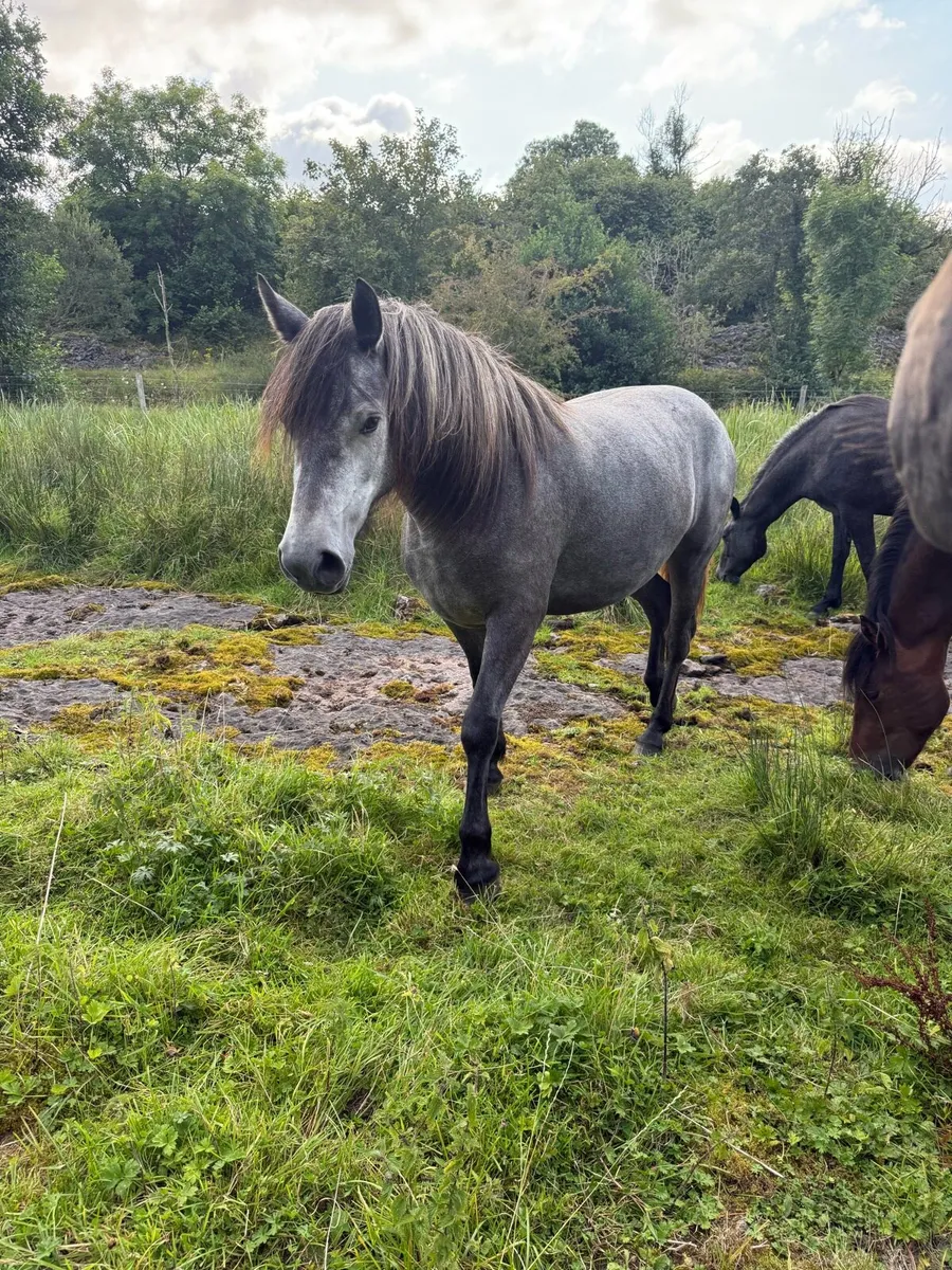 2 year old filly - Image 4