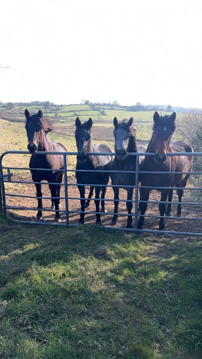 2 year old filly - Image 1