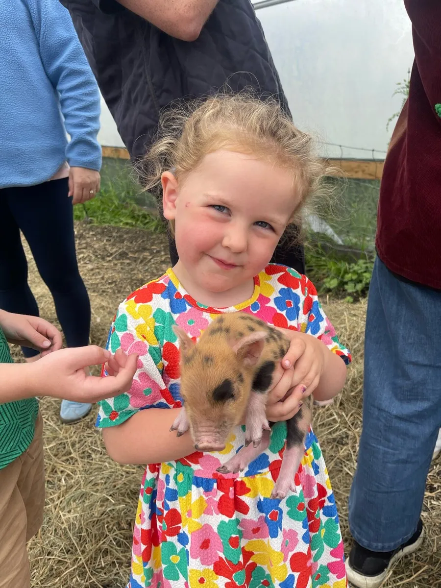Kune Kune Micro Piglets – Beautifully Marked - Image 2