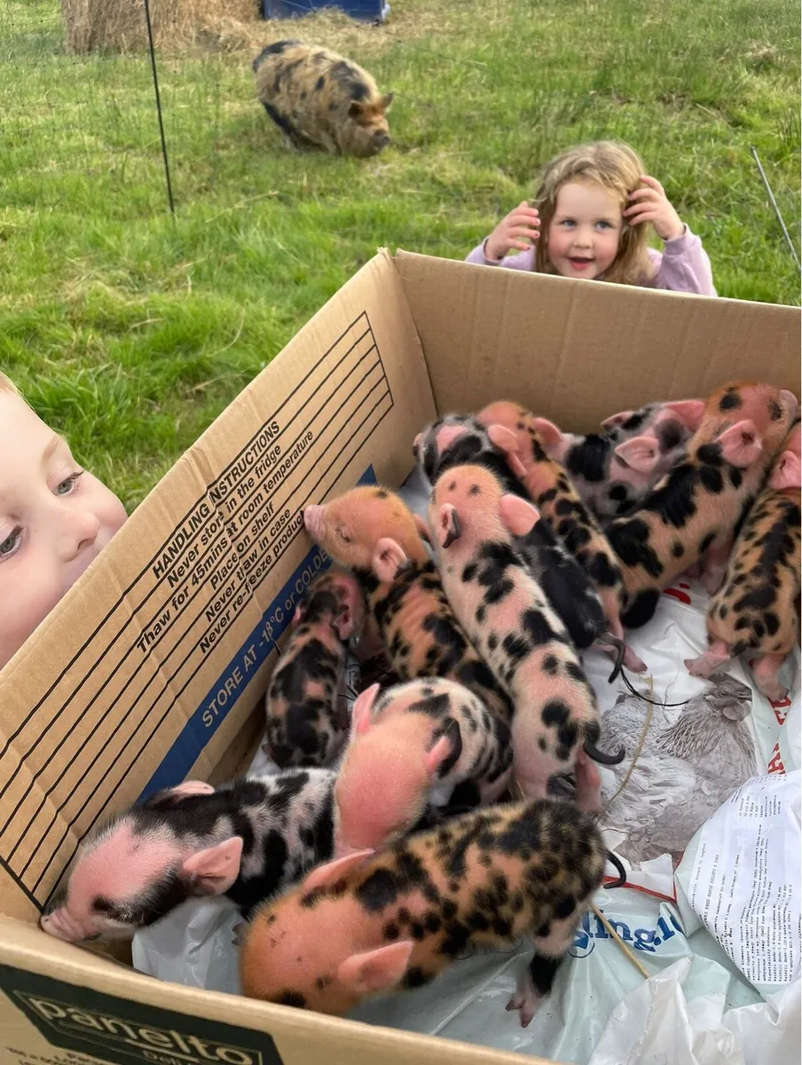Kune Kune Micro Piglets – Beautifully Marked - Image 3