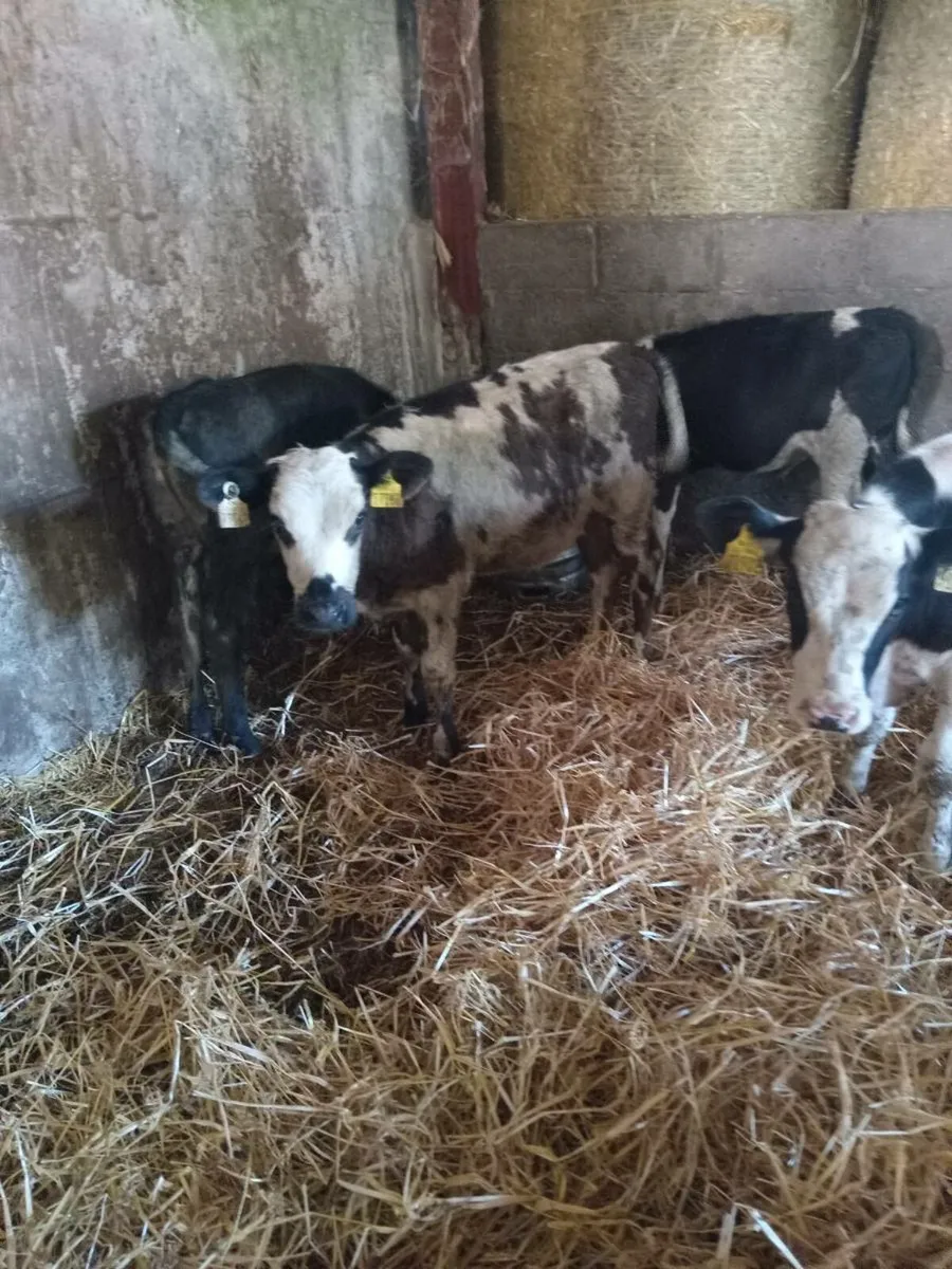 💥💥 four smashing blue and simmental runners 💥💥 - Image 2