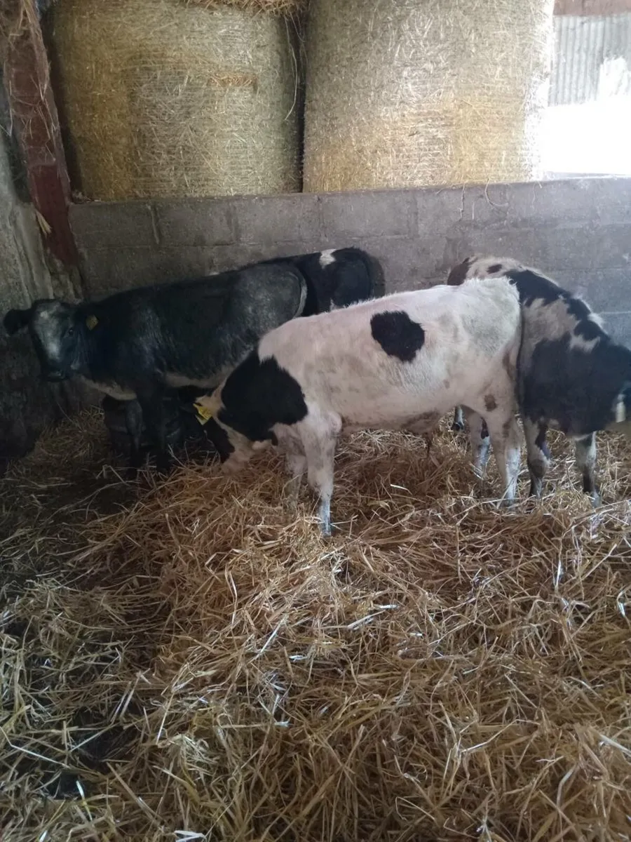 💥💥 four smashing blue and simmental runners 💥💥 - Image 3
