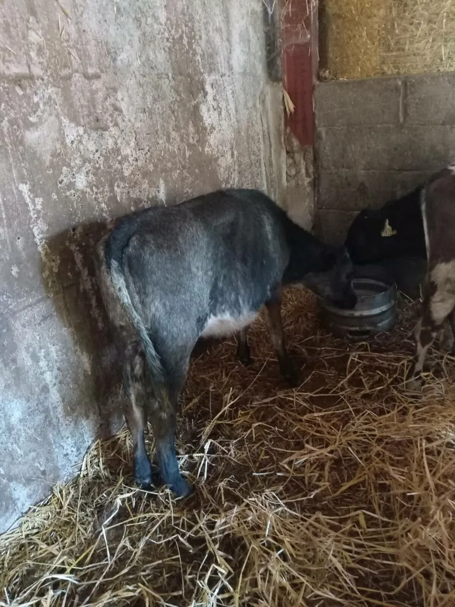 💥💥 four smashing blue and simmental runners 💥💥 - Image 4