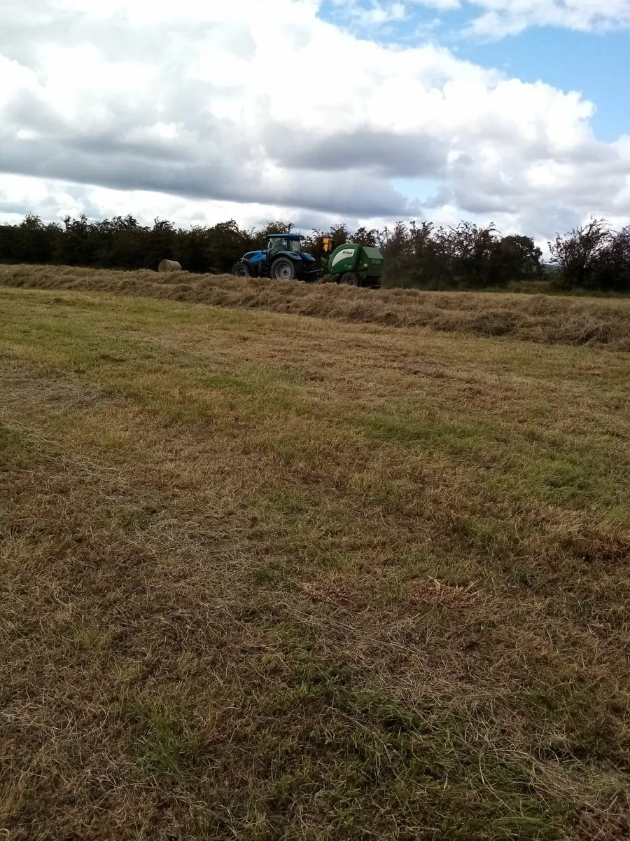 Coarse hay /rushes round bales - Image 1