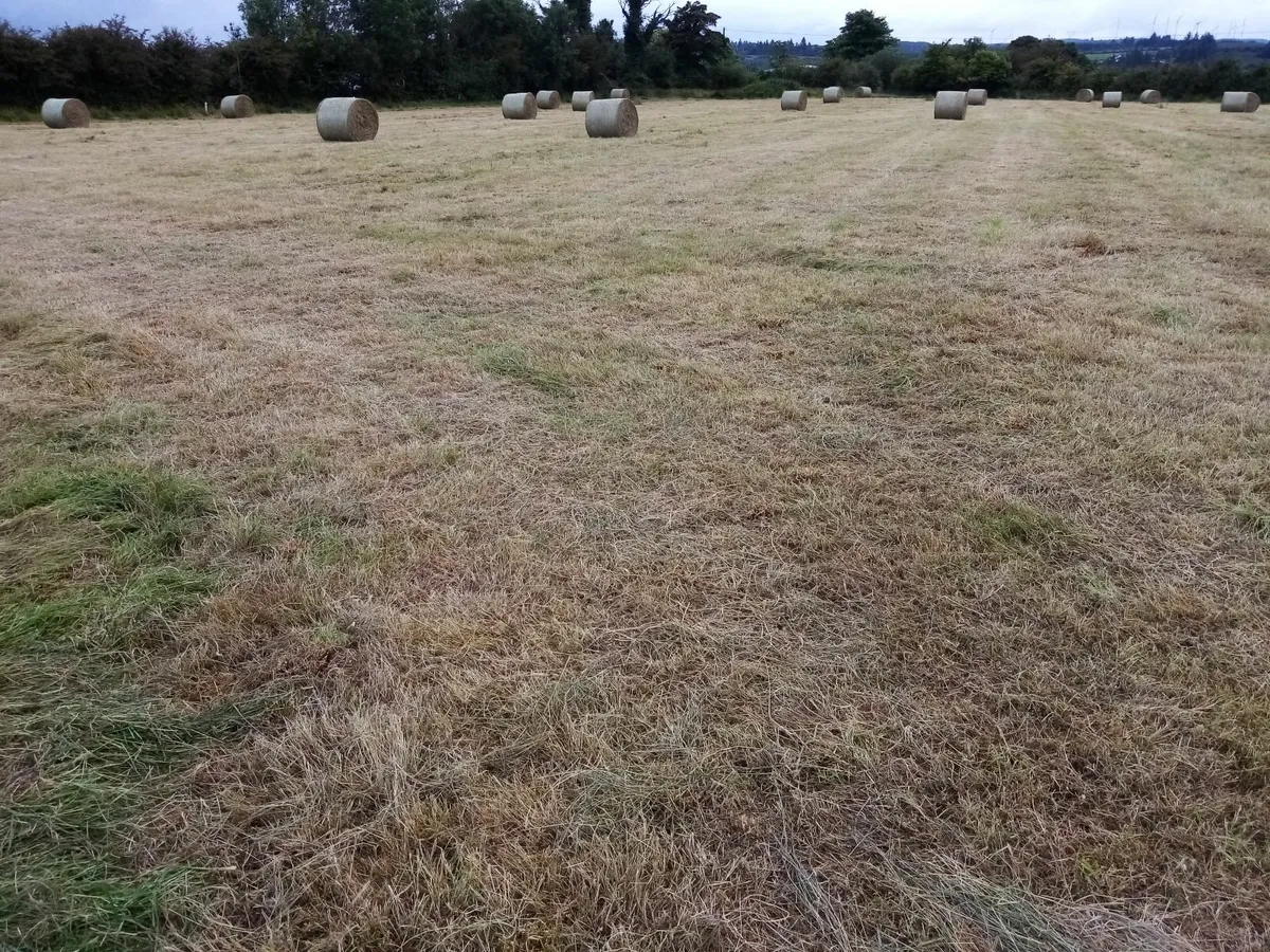 Coarse hay /rushes round bales - Image 2