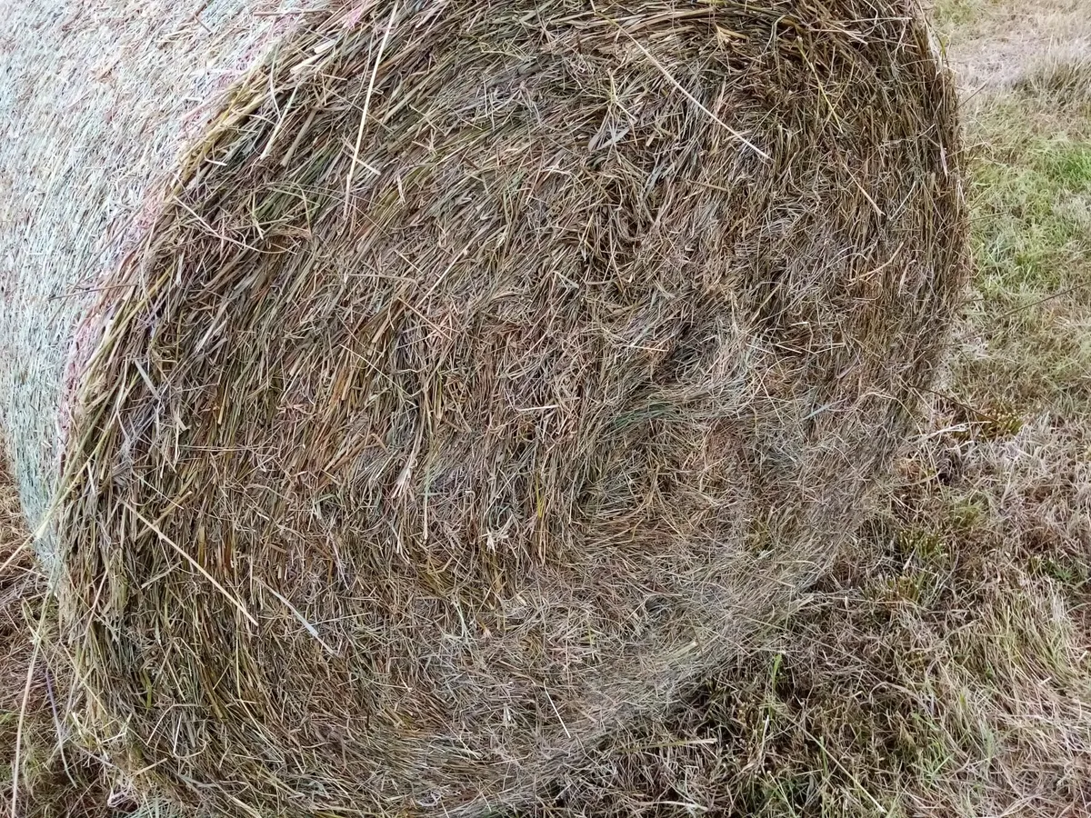 Coarse hay /rushes round bales - Image 3