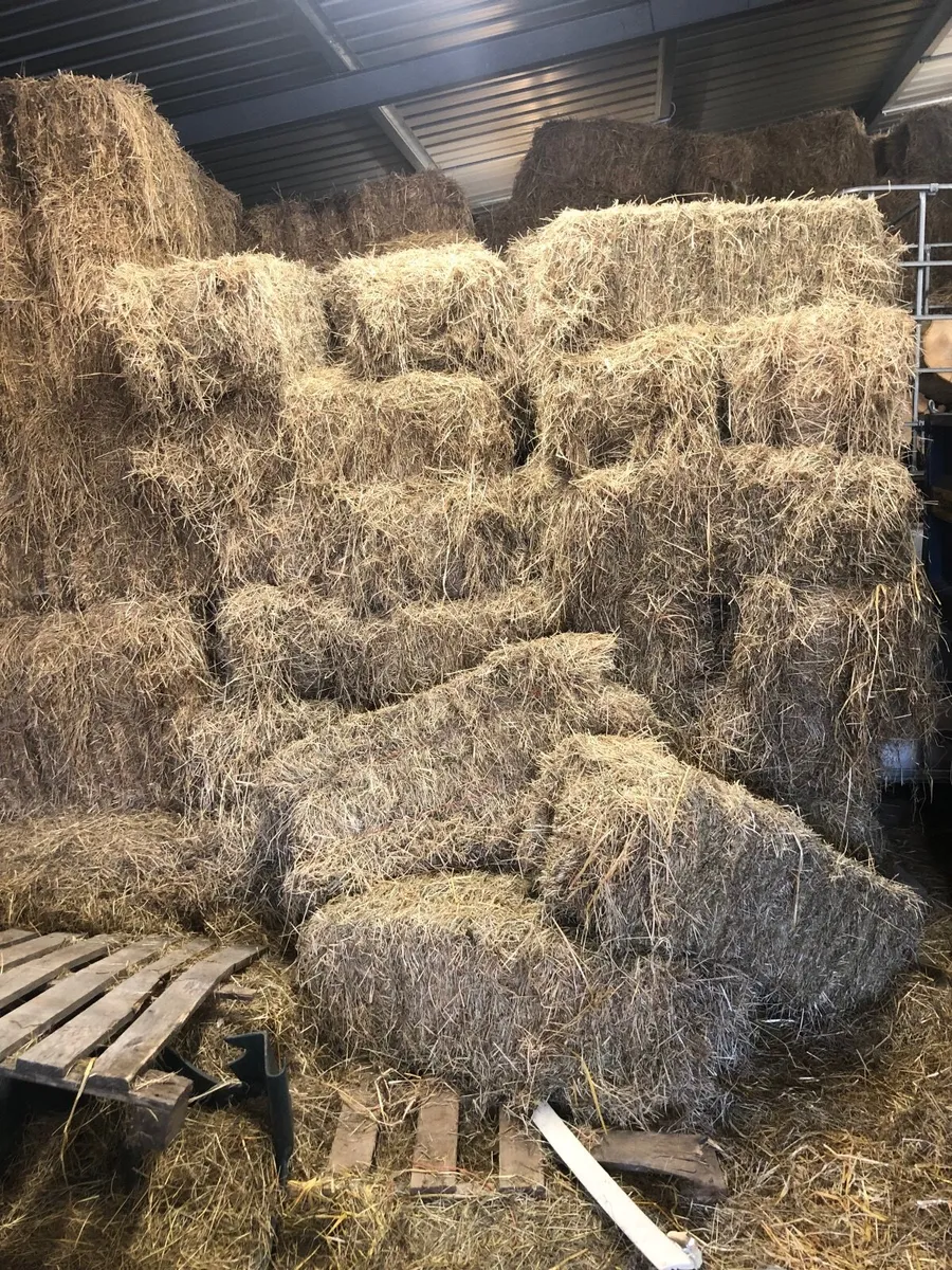 Hay Square Bales - Image 1