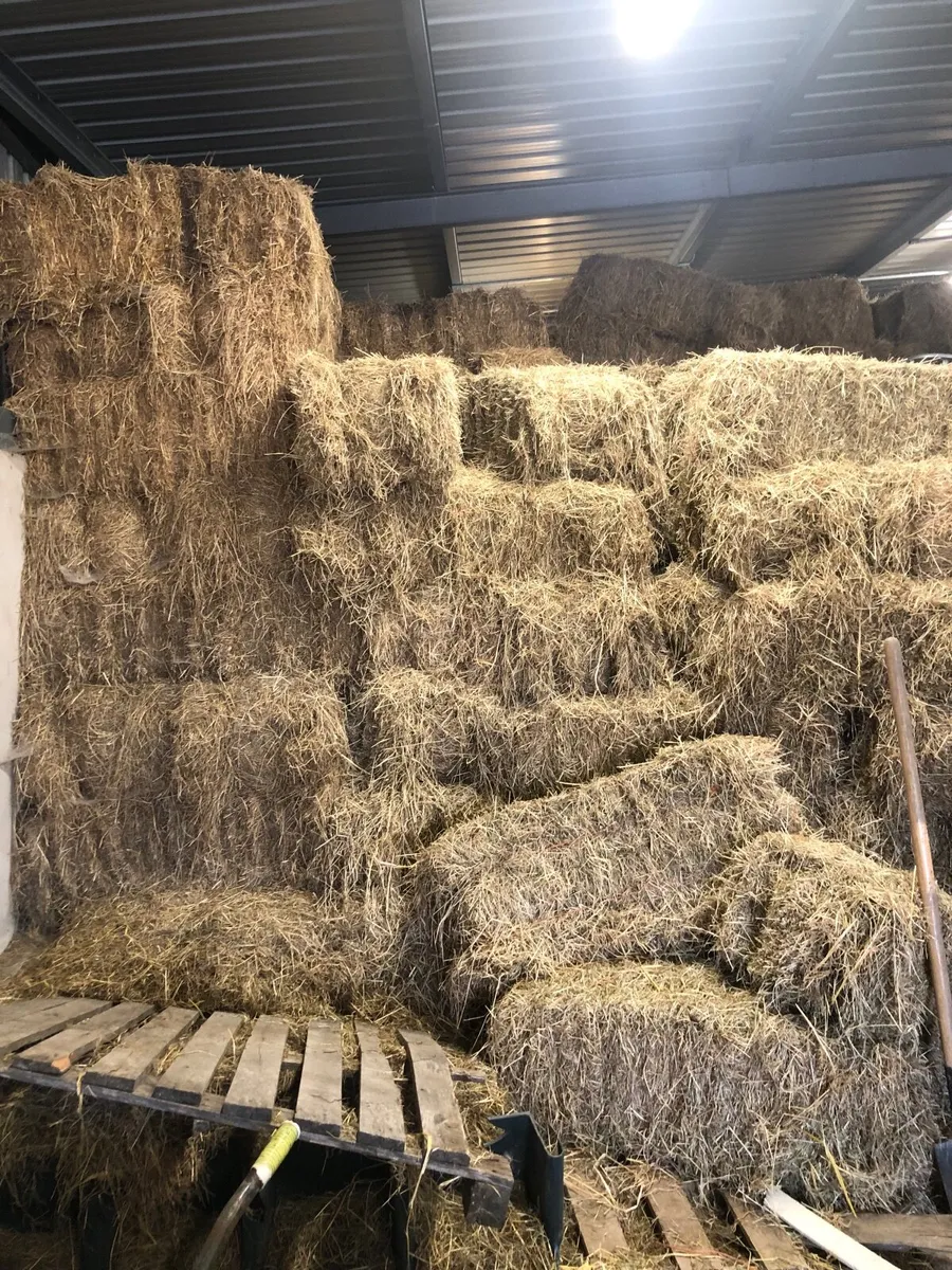 Hay Square Bales - Image 2