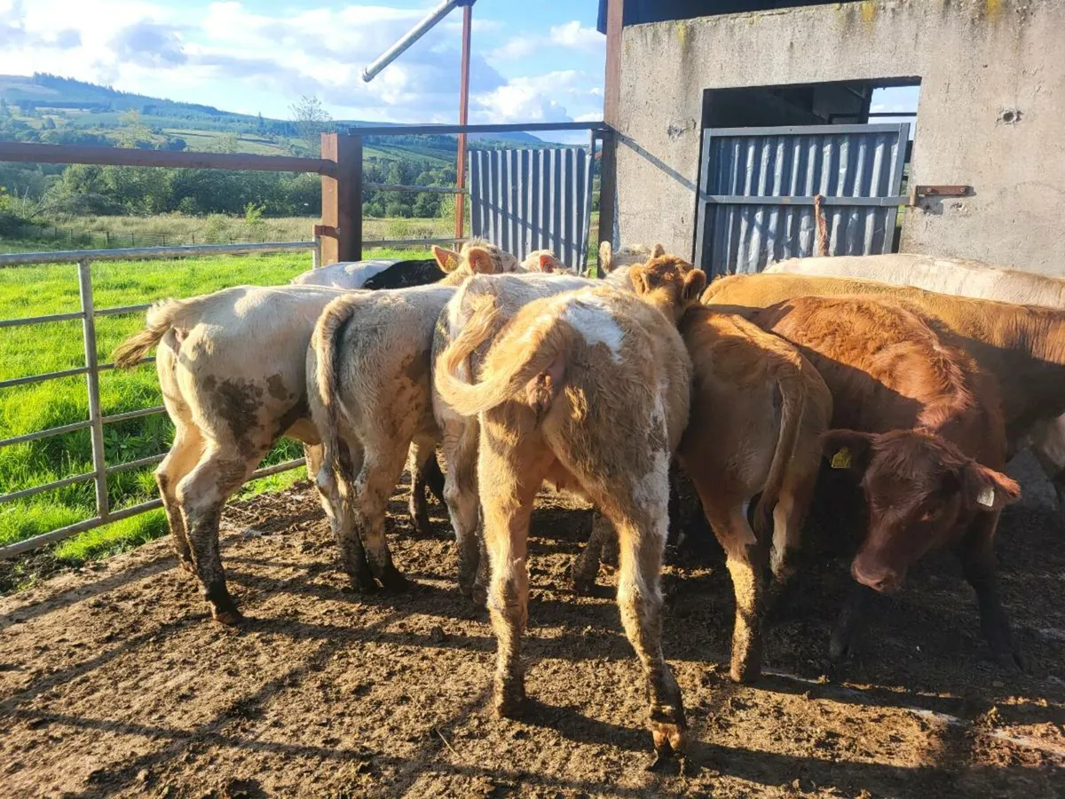 Heifers - Image 1