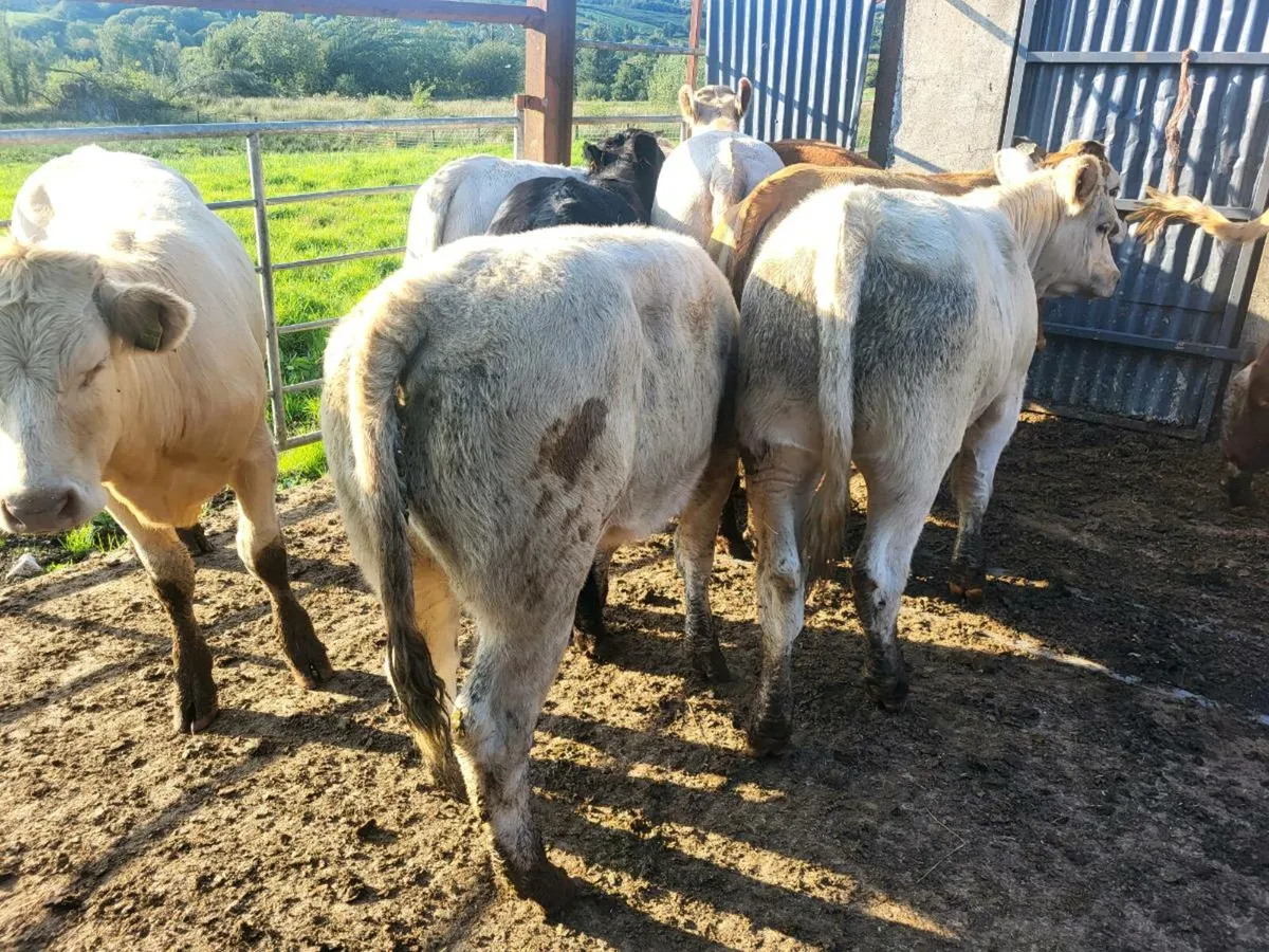 Heifers - Image 2