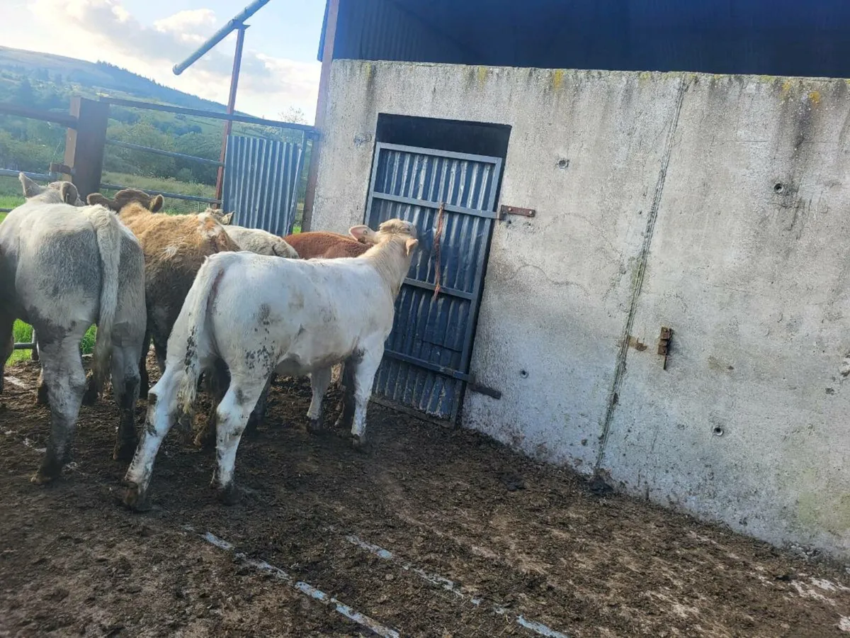 Heifers - Image 3