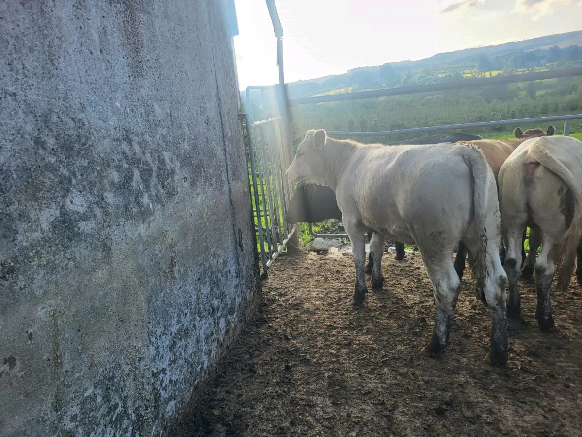 Heifers - Image 4