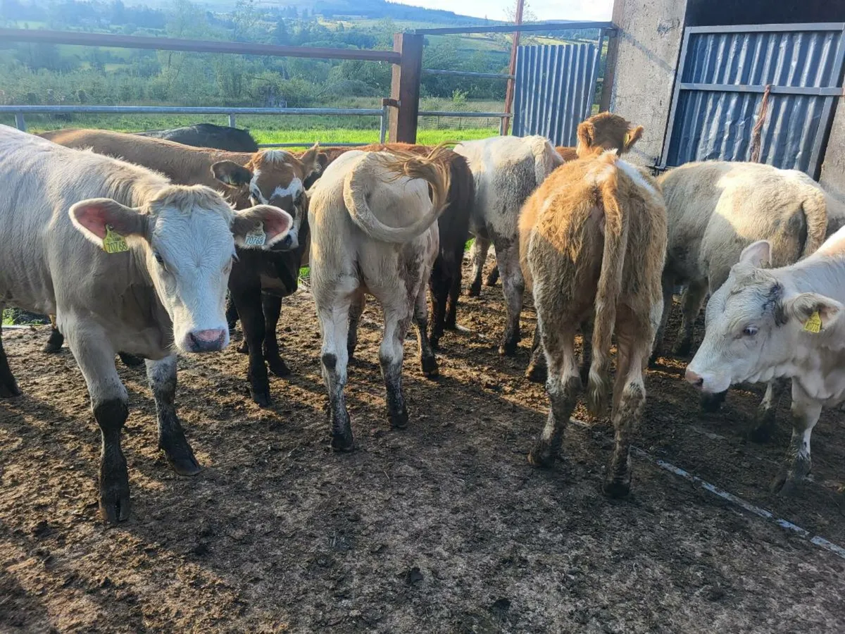 12 heifers - Image 3