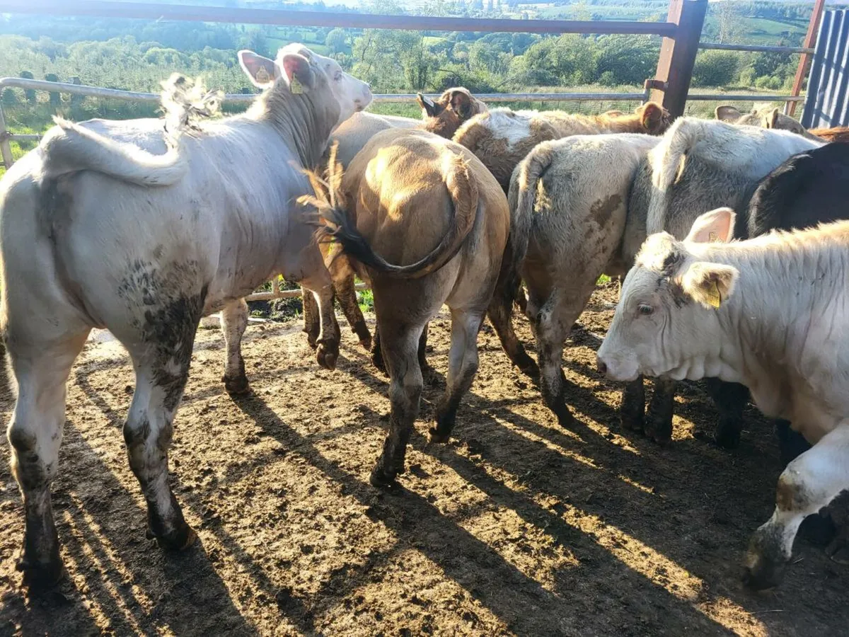 12 heifers - Image 4