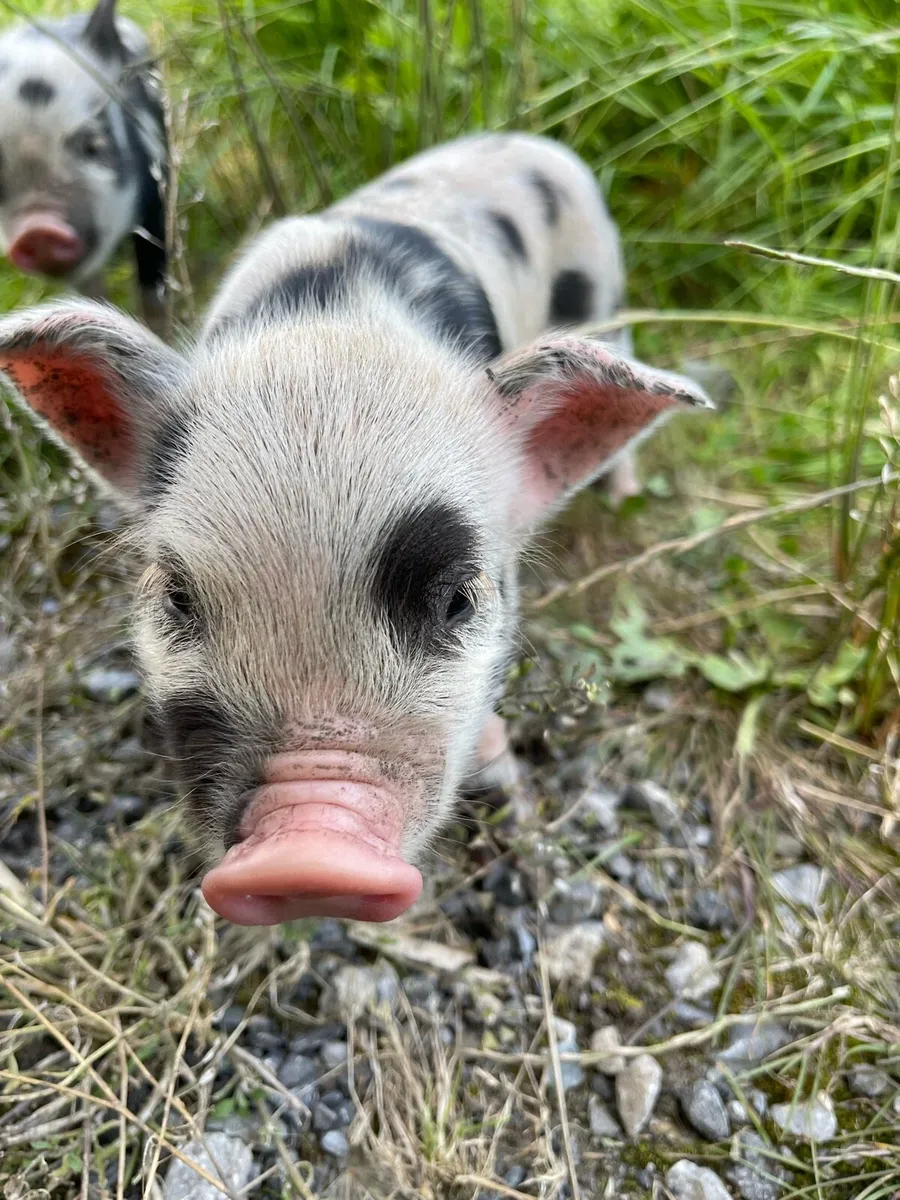 Kune Kune Micro Piglets – Beautifully Marked - Image 4