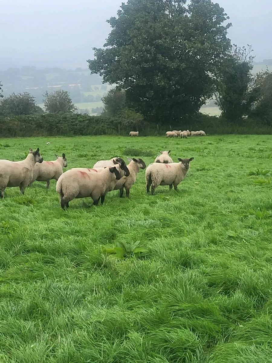 Borris Ewes - Image 1
