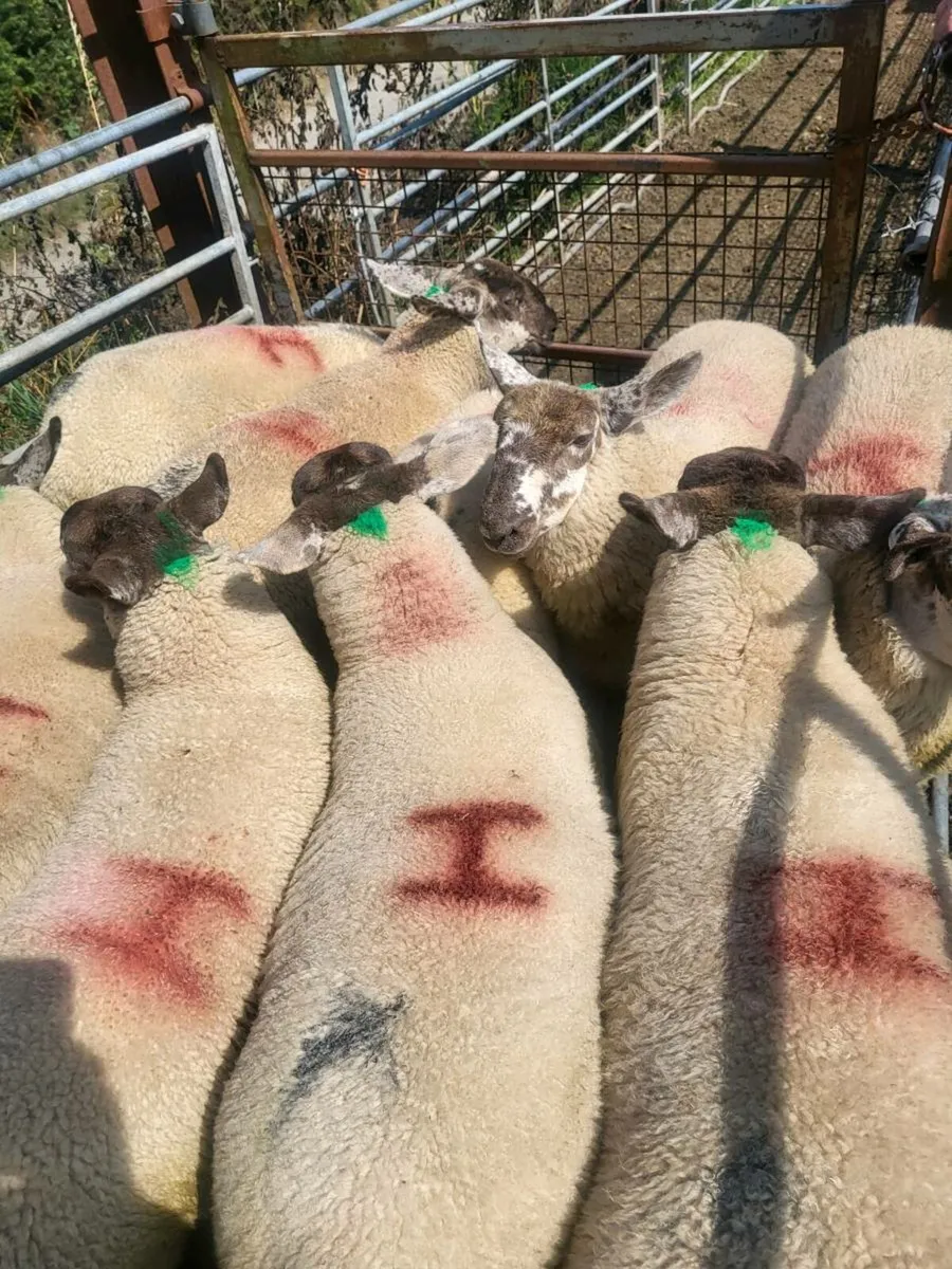 Borris Ewes - Image 2