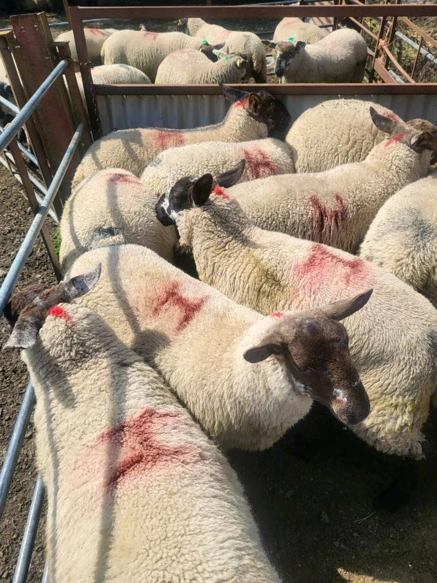 Borris Ewes - Image 3