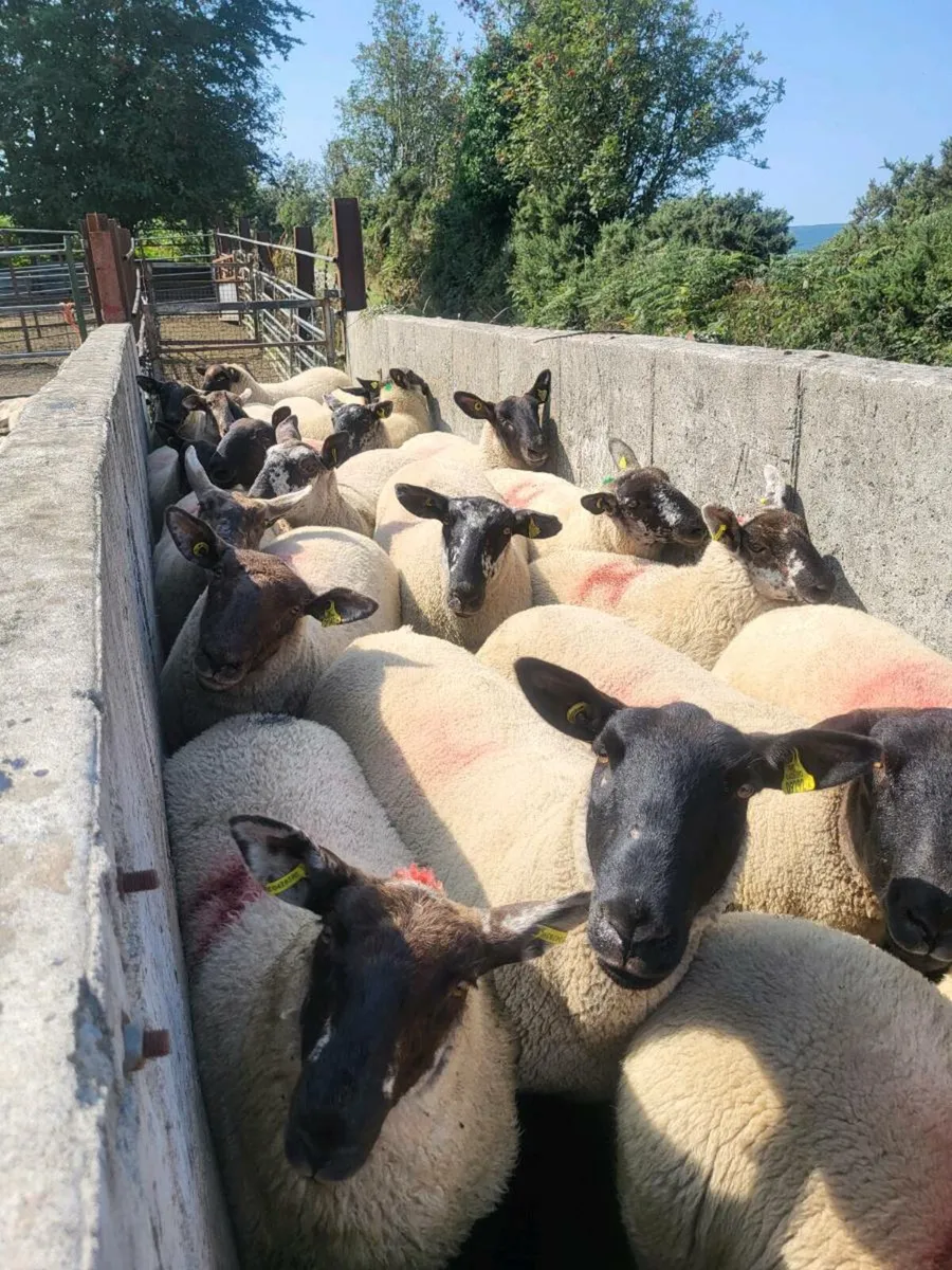 Borris Ewes - Image 4