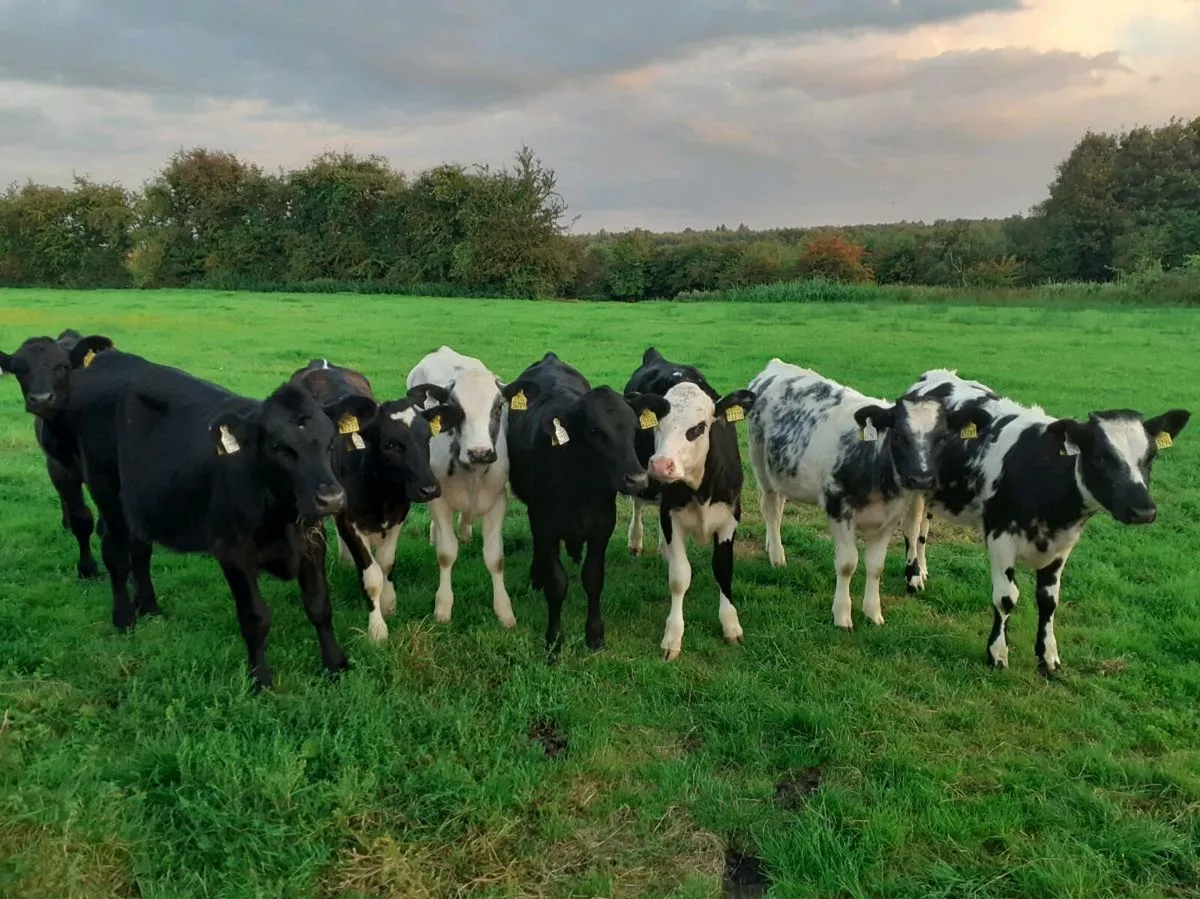 Heifer Weanlings - Image 1
