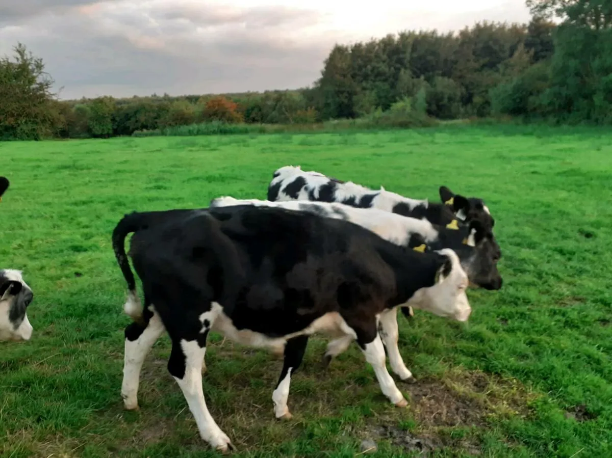 Heifer Weanlings - Image 2