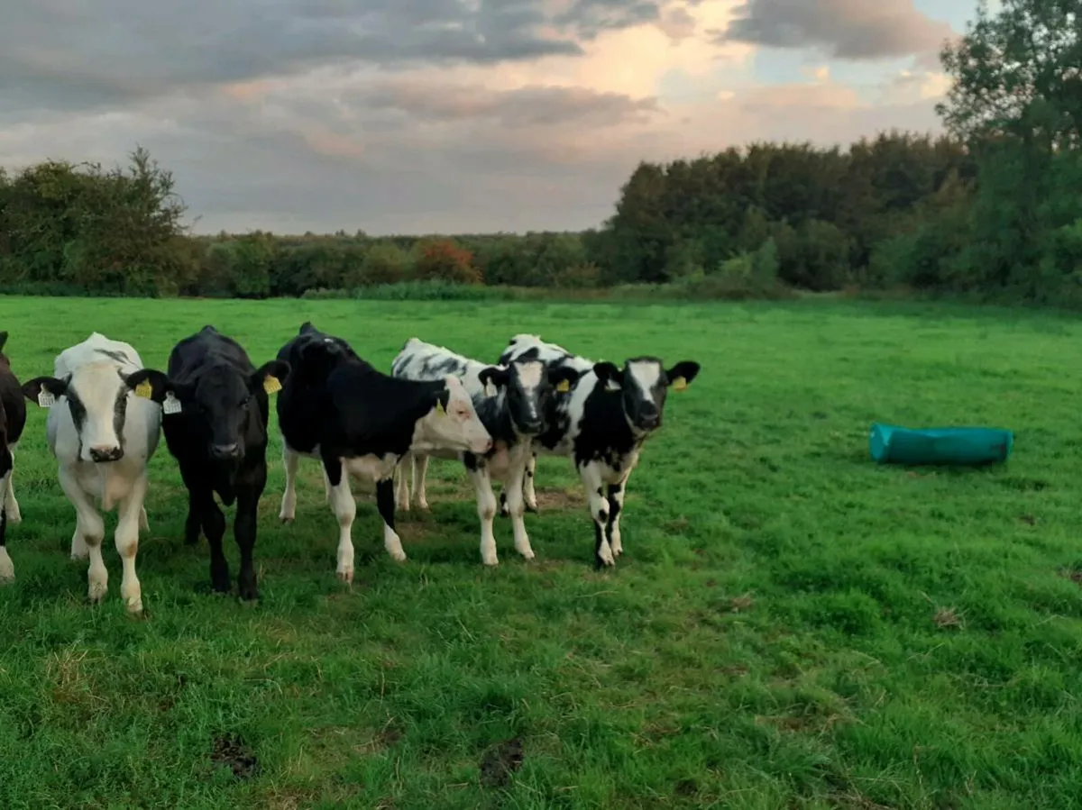 Heifer Weanlings - Image 3