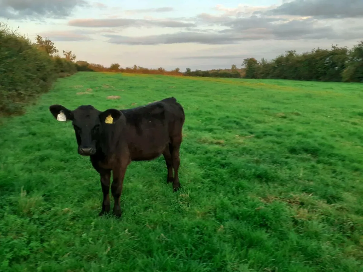 Heifer Weanlings - Image 4