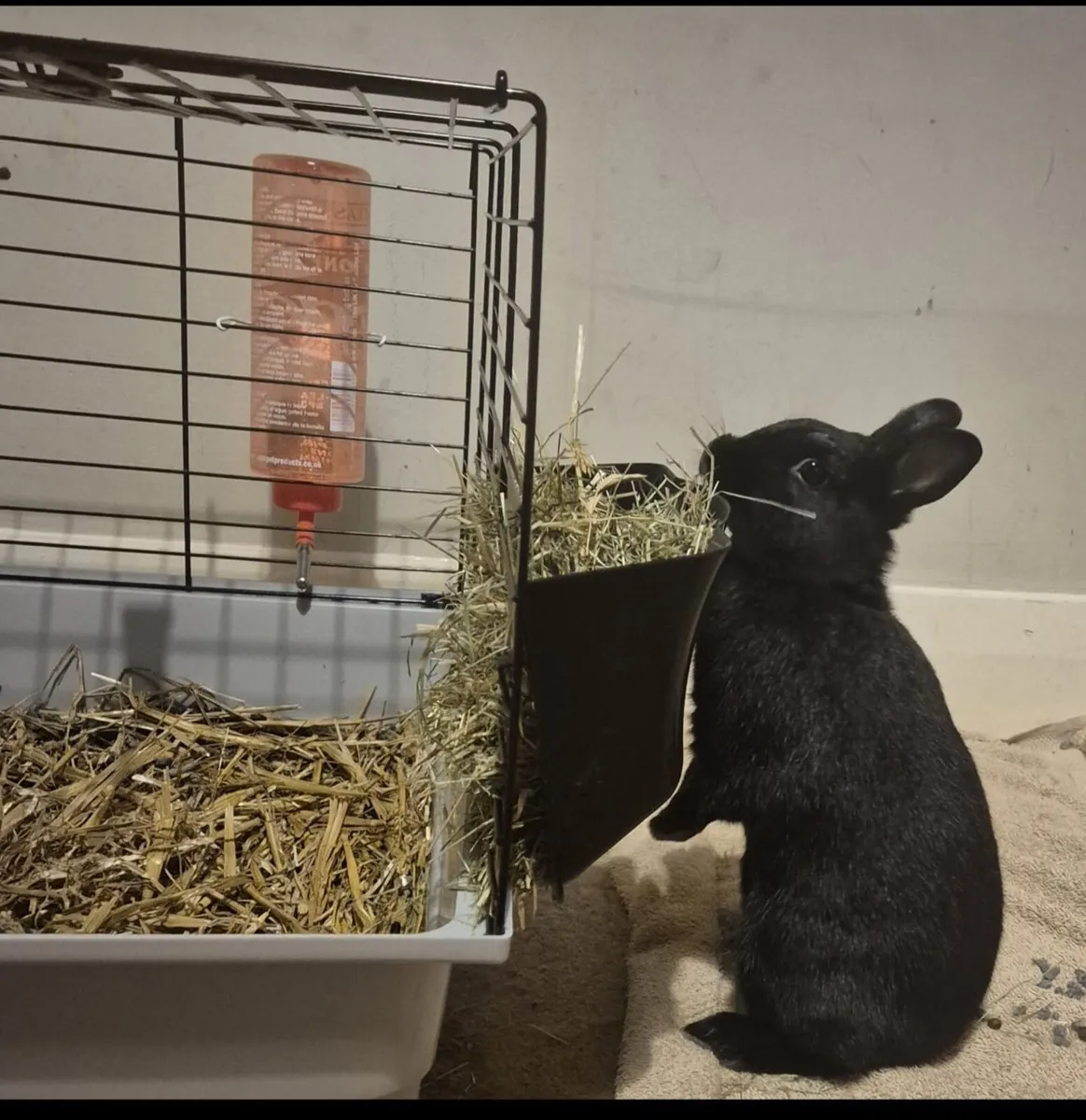 Rabbit - Image 1