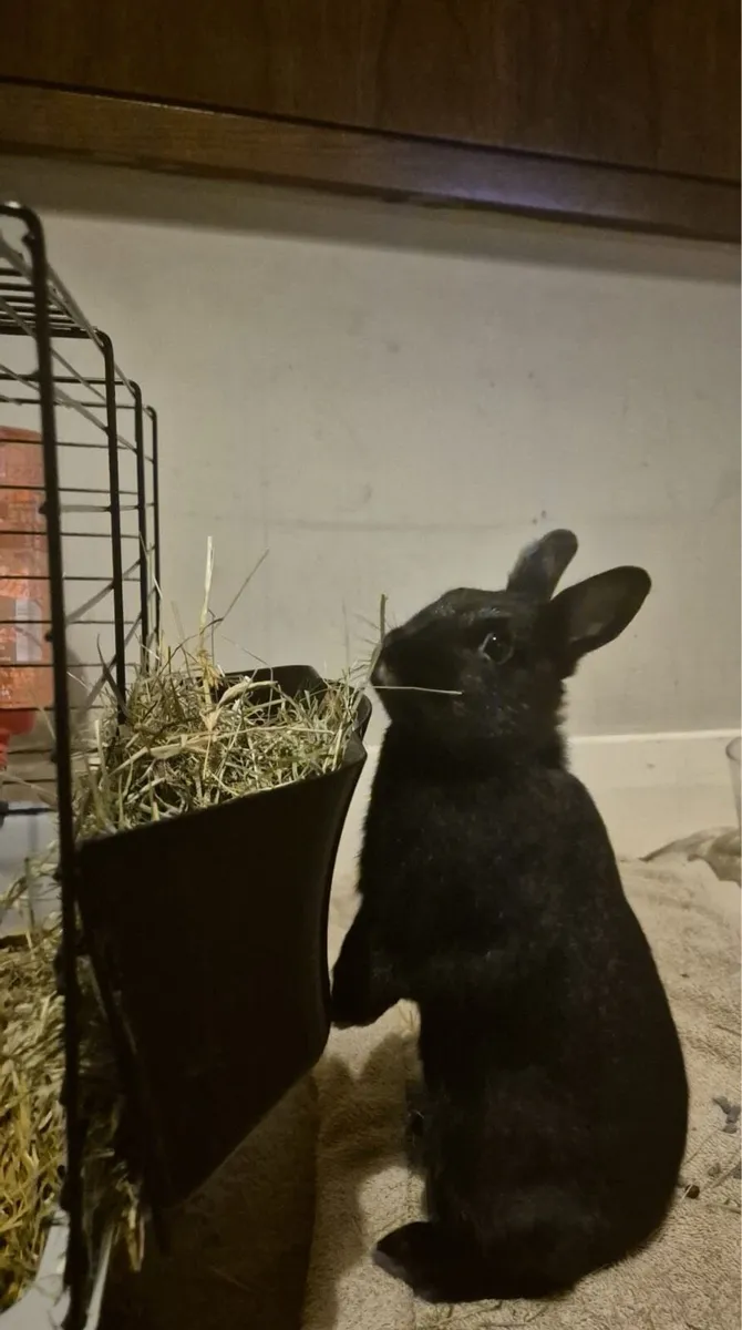 Rabbit - Image 3