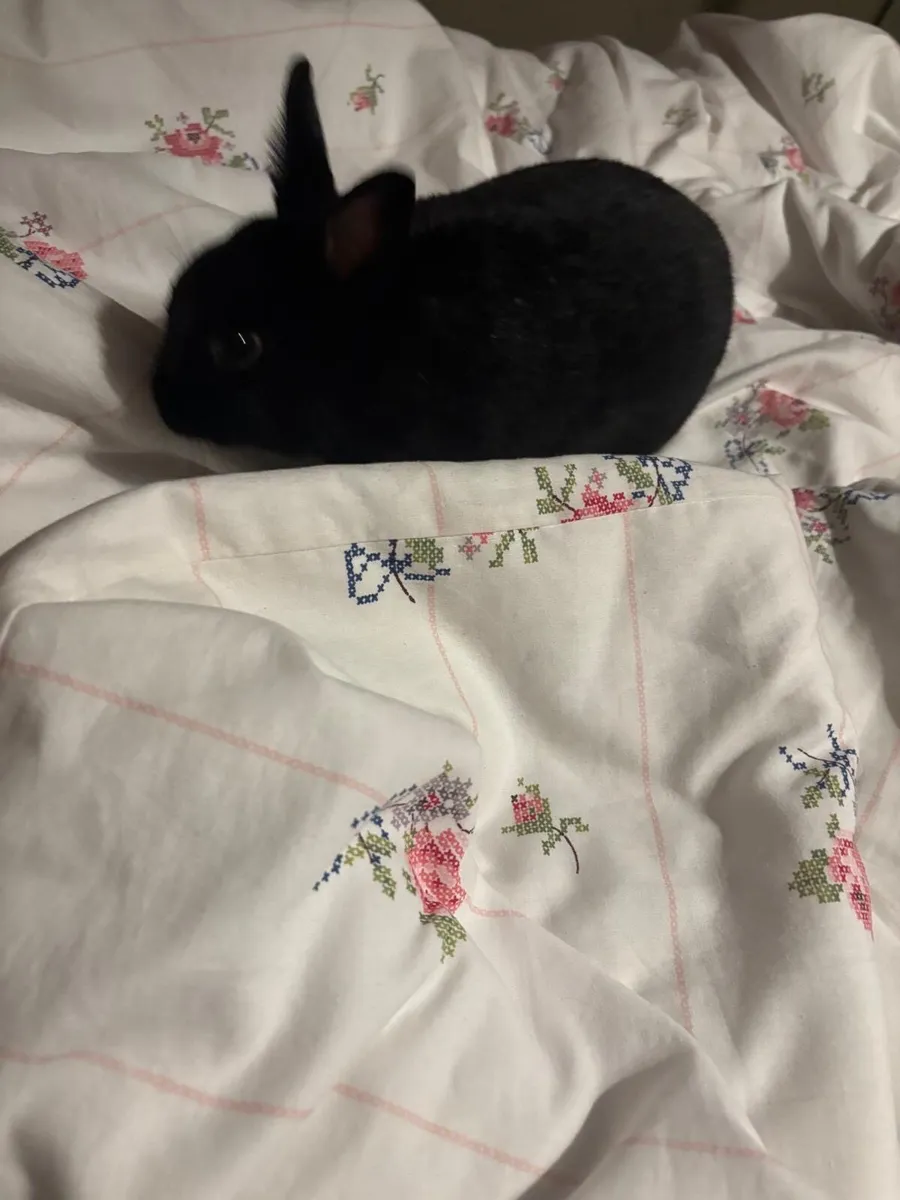 Rabbit - Image 4