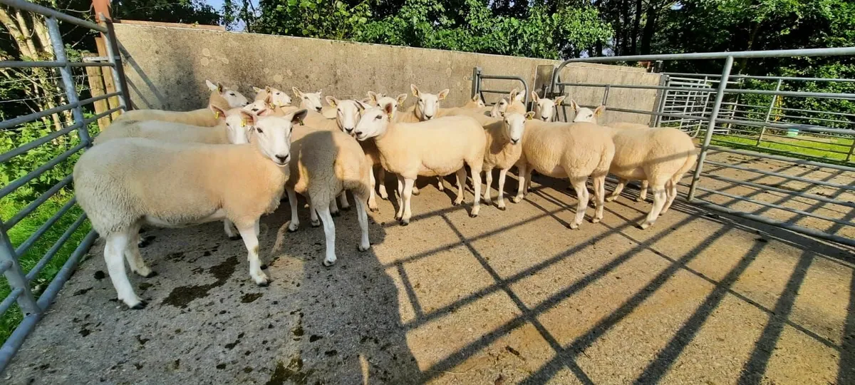 Cheviot hoggets - Image 1