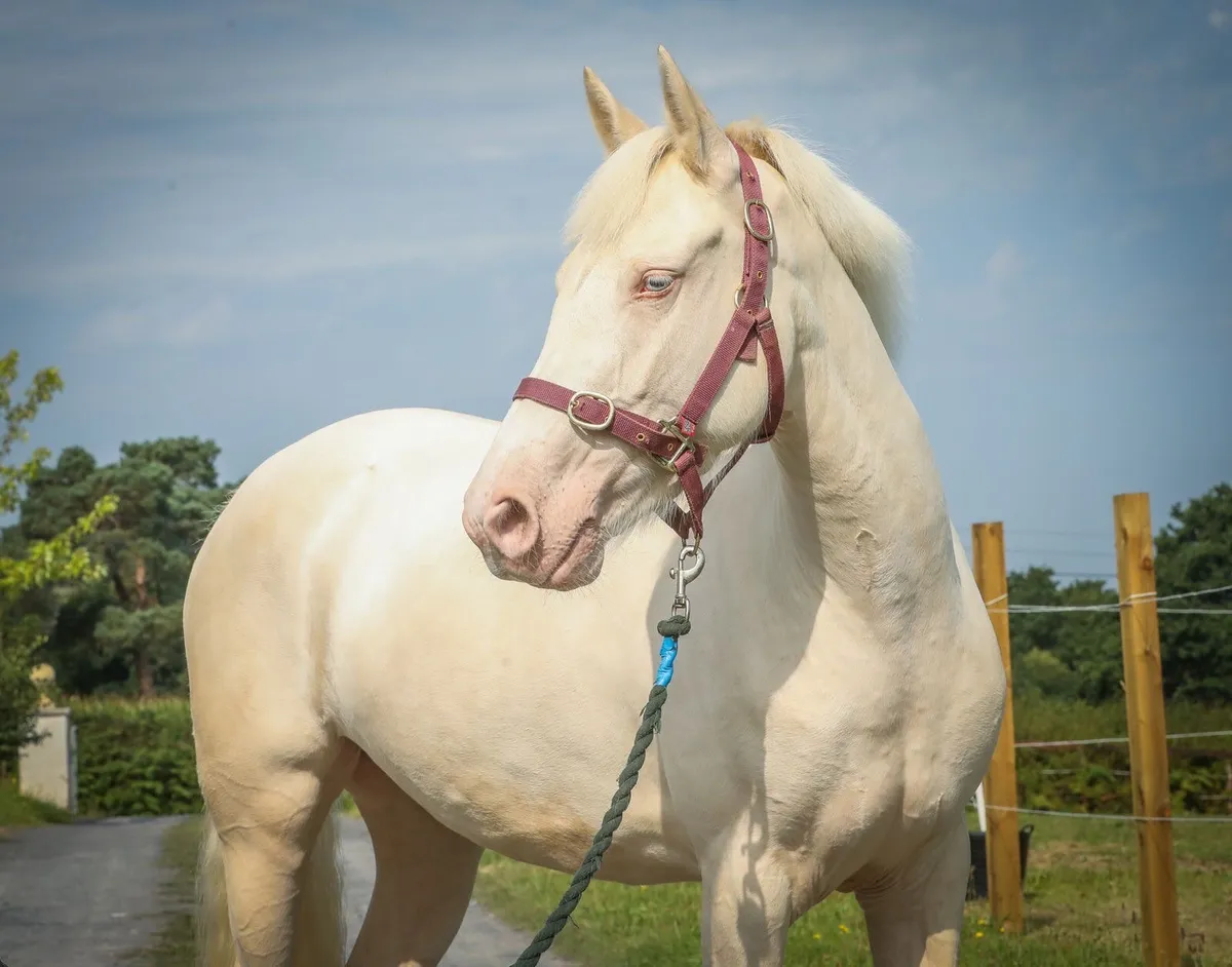 Cremello Connemara X - Image 1