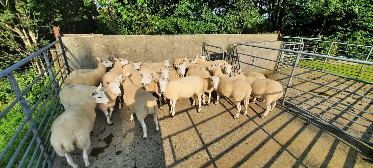 Cheviot hoggets - Image 2
