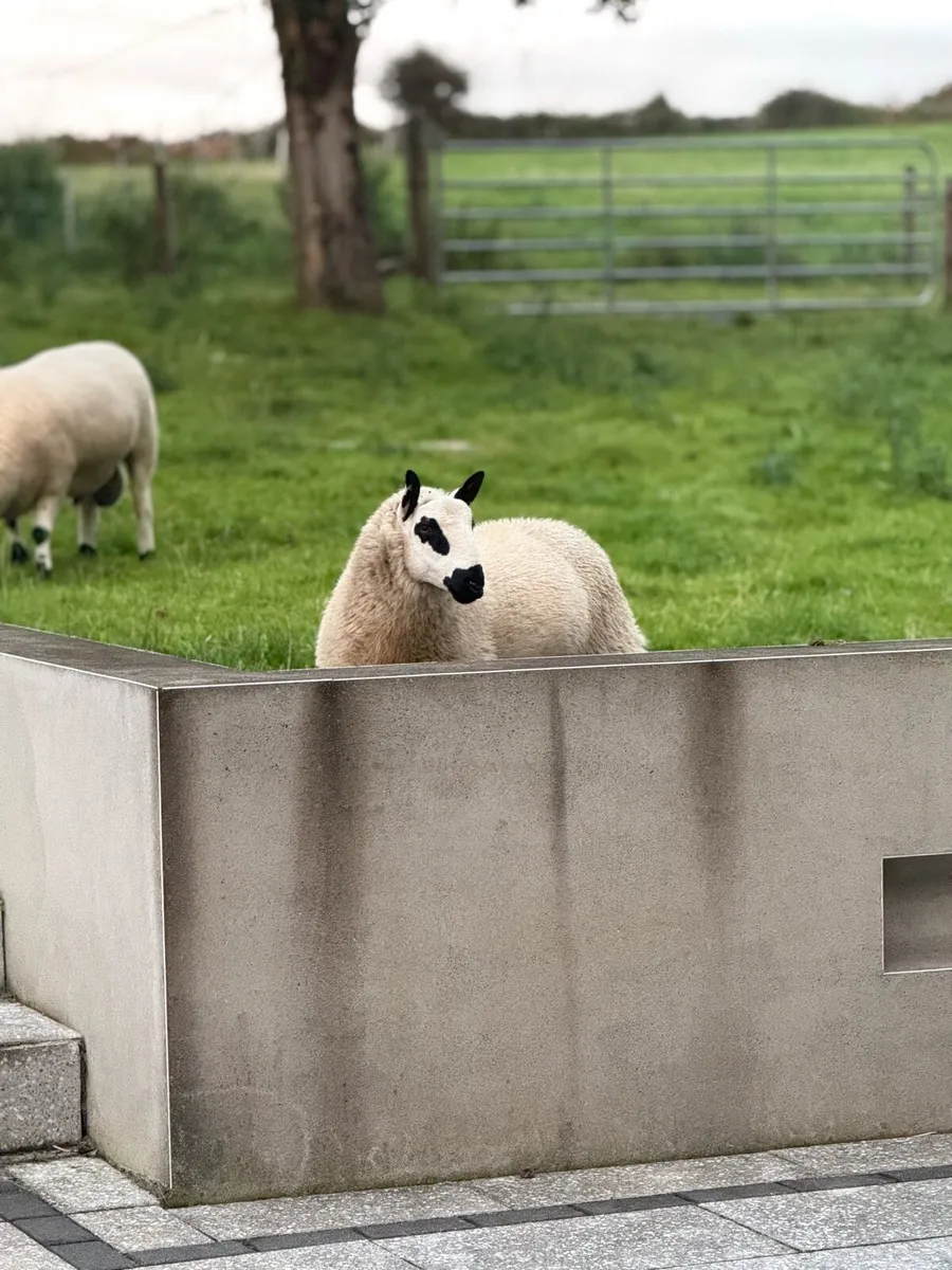 Kerry Hill Ram Lambs - Image 4