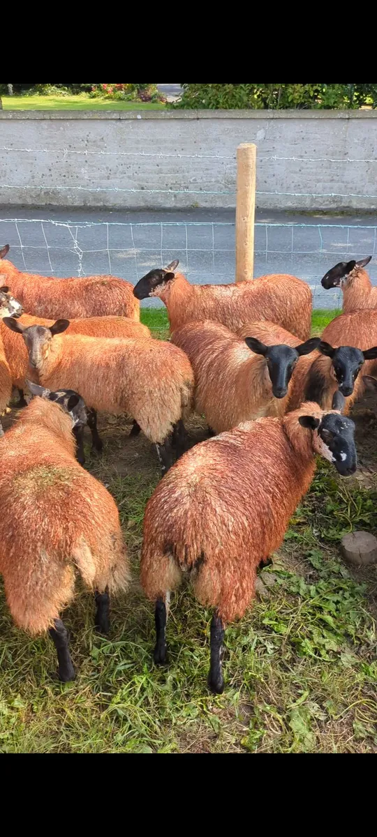 Mule Ewe Lambs - Image 2
