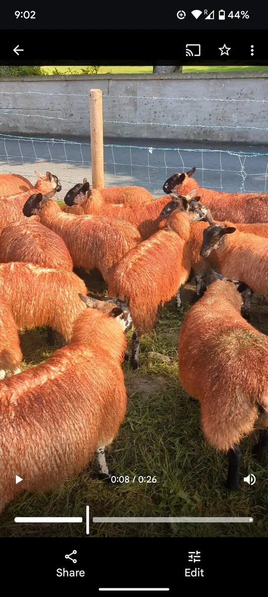 Mule Ewe Lambs - Image 3