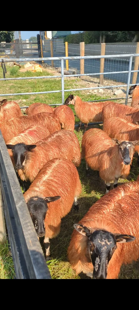 Mule Ewe Lambs - Image 1